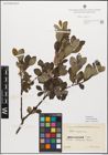 Foto von Salix myrsinifolia Salisb.